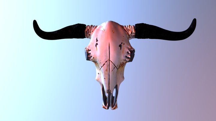 Skull 3D Model