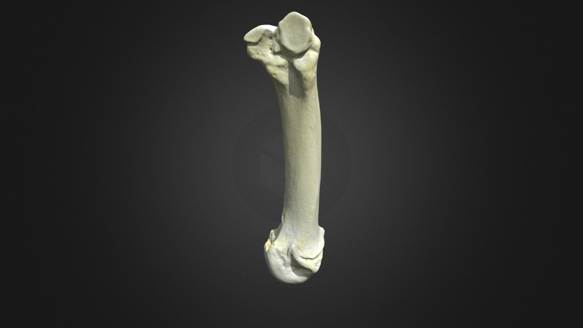 G. Gorilla Gorilla, Metacarpus 2 (left Forelimb) - 3d Model By Museu De 