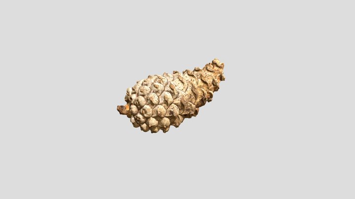 Pine-Cone-Photogrammetry-Test 3D Model