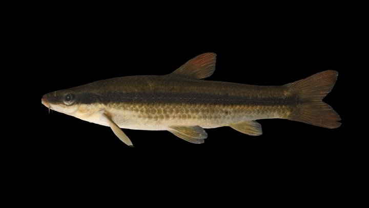 CC0 ムギツク 🐟 Japanese Pencil Fish, P. herzi