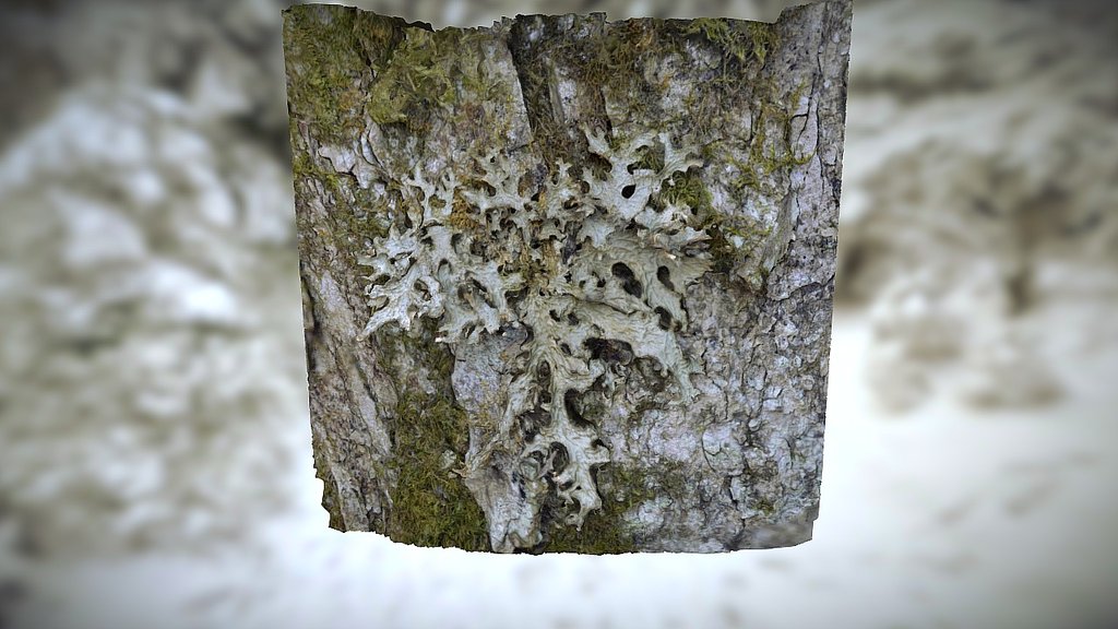 Lobaria pulminaria from VSFM