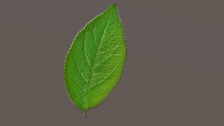 Leaf 3D Model