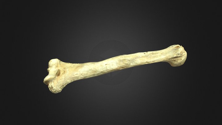 Human Humerus Bone 3D Model