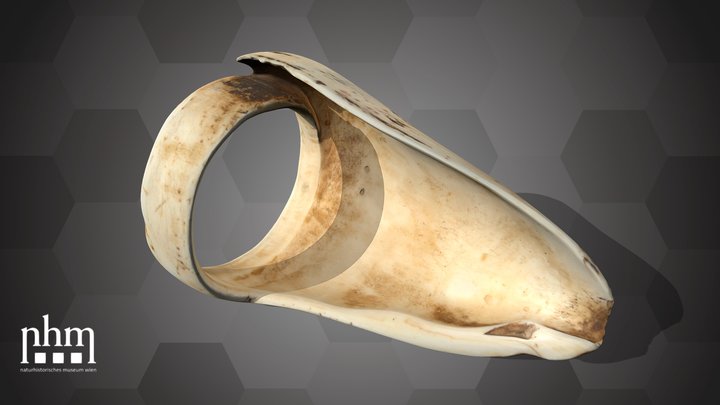 Cone snail shell (NHMW-ZOO-MO-0081100-ETH-152) – Kostenloses 3D-Modell STL