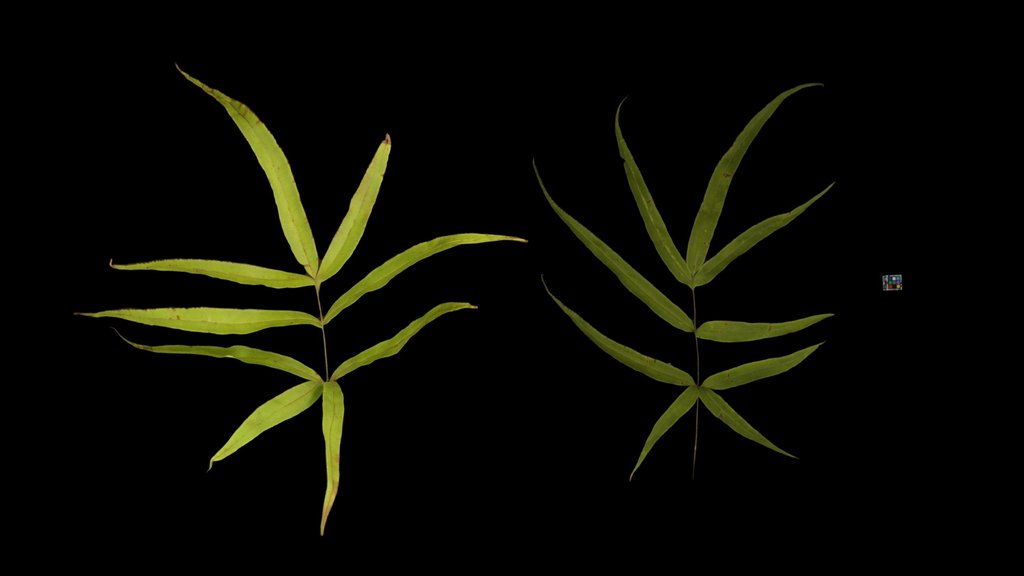 CC0 オオバノイノモトソウ Cretan Brake Fern, P. cretica