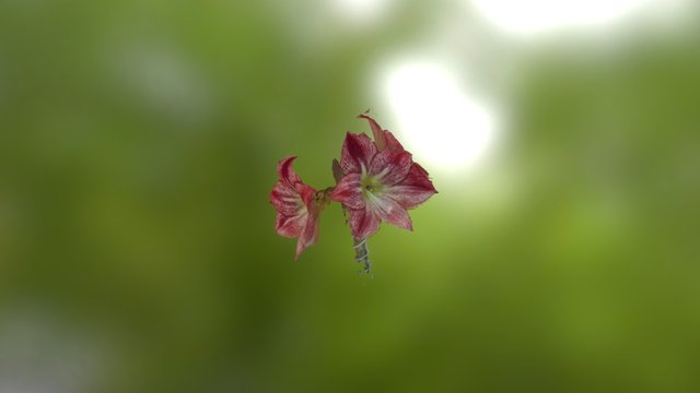 Amaryllis 1 3D Model