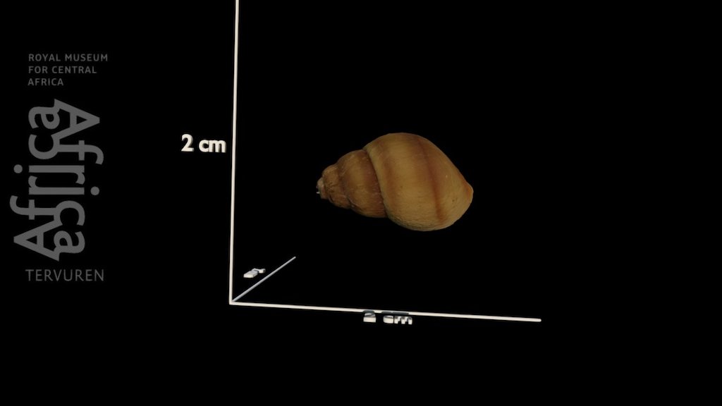 Cleopatra bulimoides nsendweensis