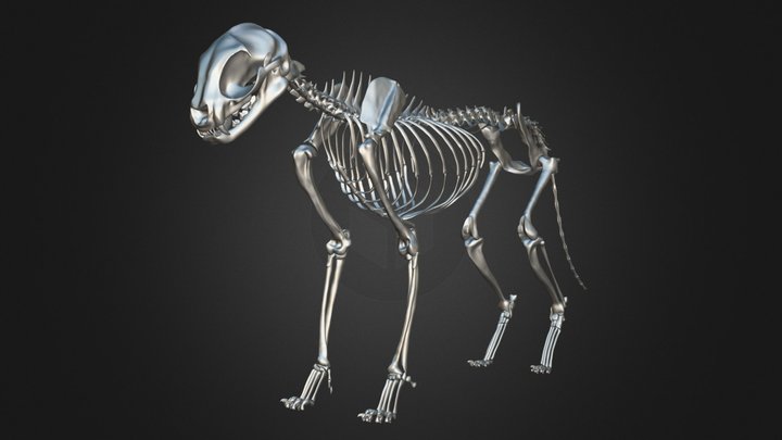 Cat Skeleton 3D Model 3D Model