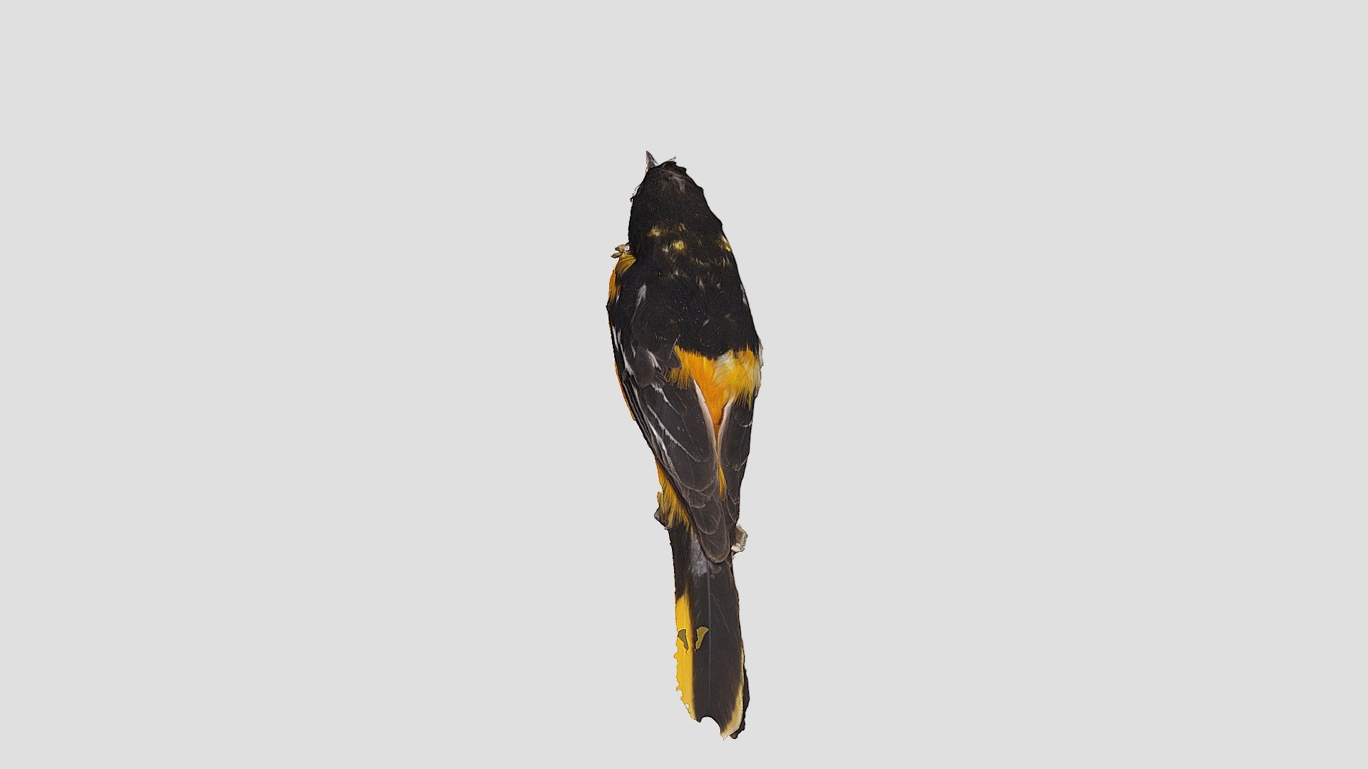 Baltimore Oriole