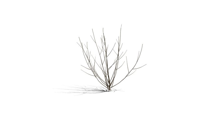 Realistic HD Rosemary willow (68/99) 3D Model
