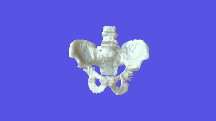 9478M Pelvis Model 3D Model