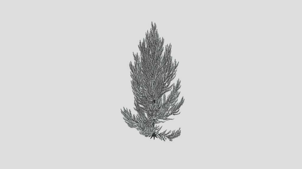Pinus Flexilis Vanderwolf Pyramid