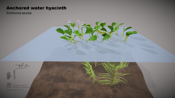 Anchored water hyacinth (Eichhornia azurea) 3D Model