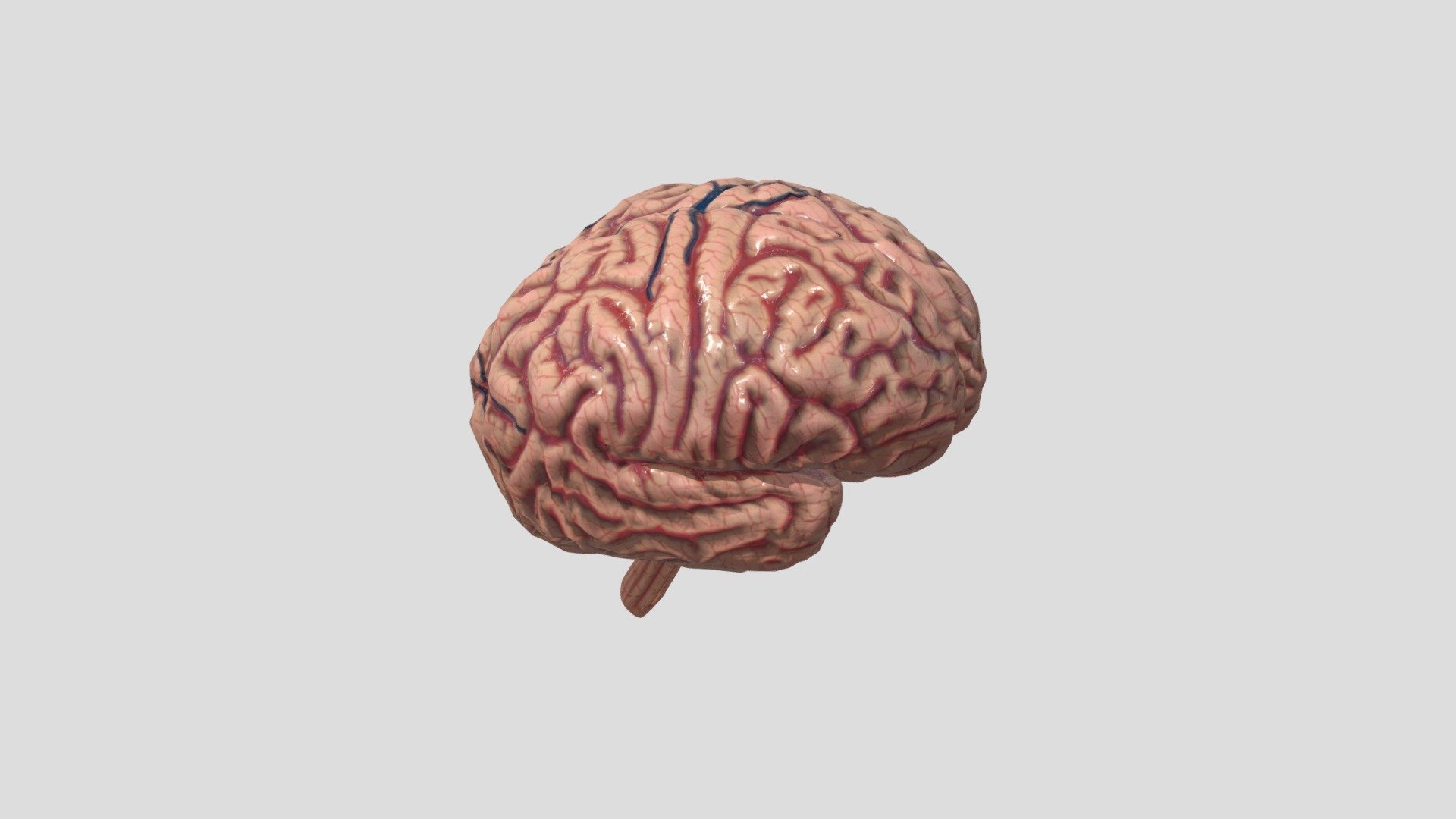 Brain