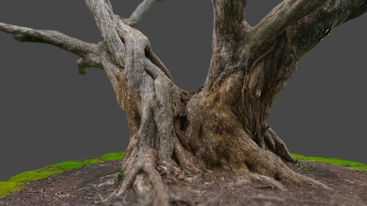 Pohutukawa tree 5 3D Model