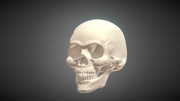 skull 3D Model
