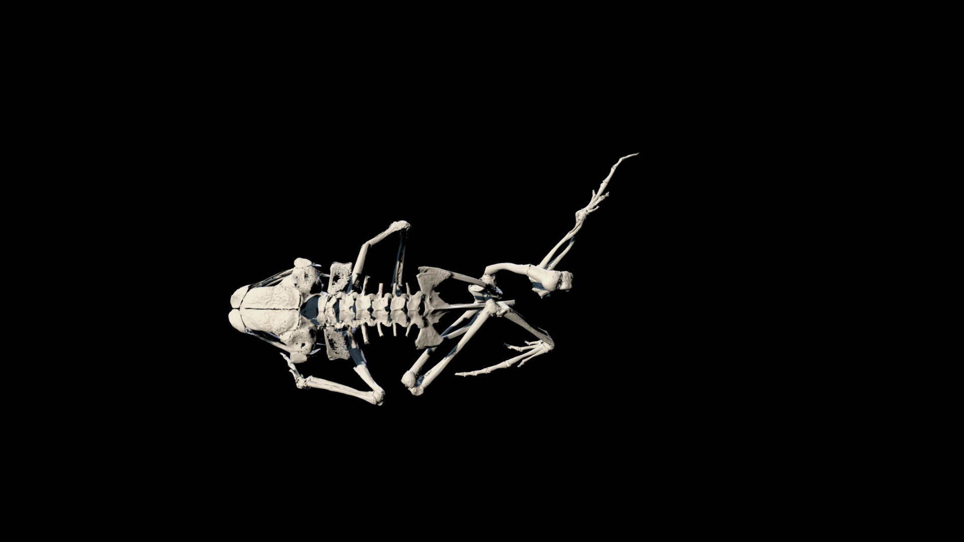 Bufonidae: Didynamipus sjostedti - 3D model by Blackburn Lab (@ufherps ...