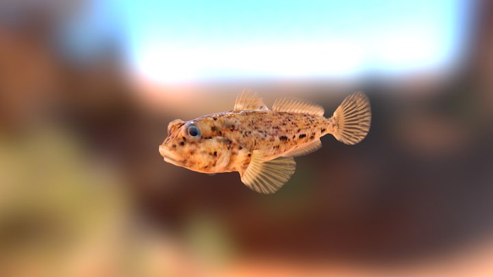 Gobyfish 3D Model