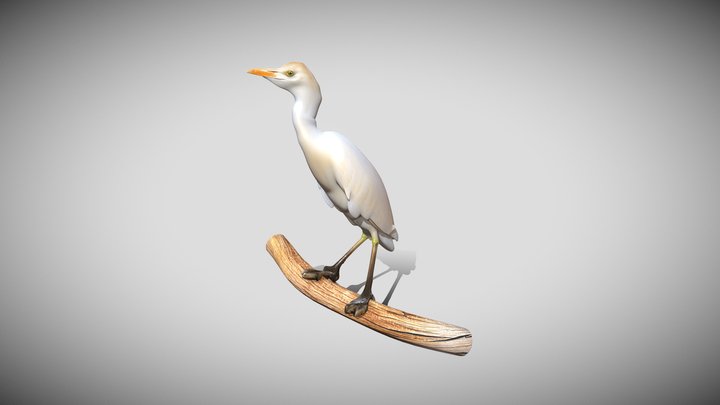Bubulcus Ibis 3D Model