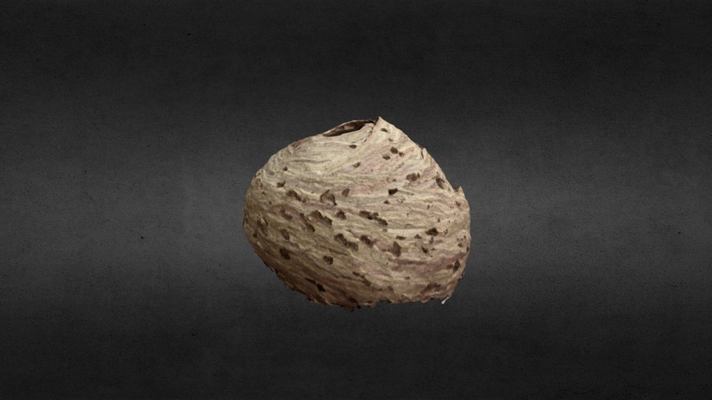 wasp nest 1