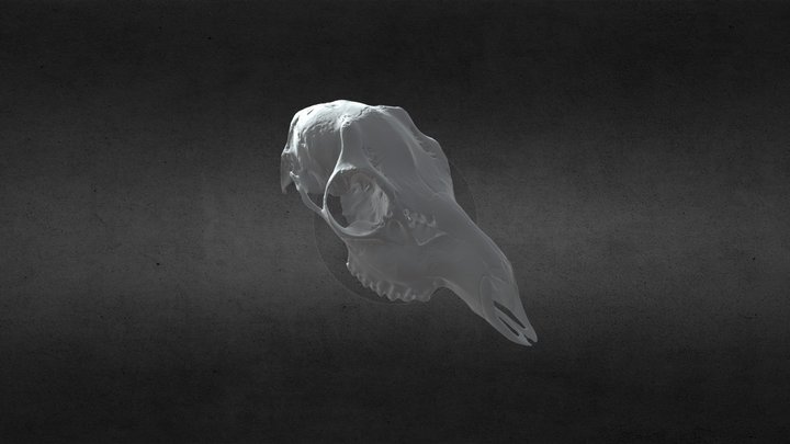 Skull of a roe deer 3D Model