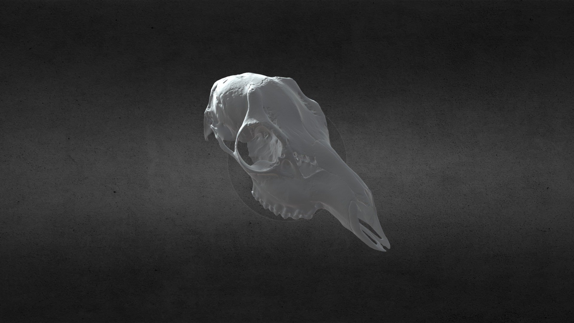 Skull of a roe deer - Download Free 3D model by Ptolemy (@Girugamesh17 ...
