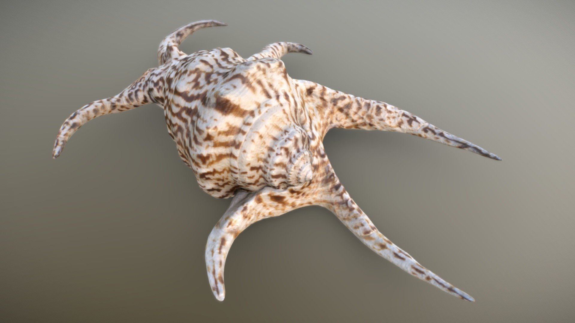 20210131_SeaShell