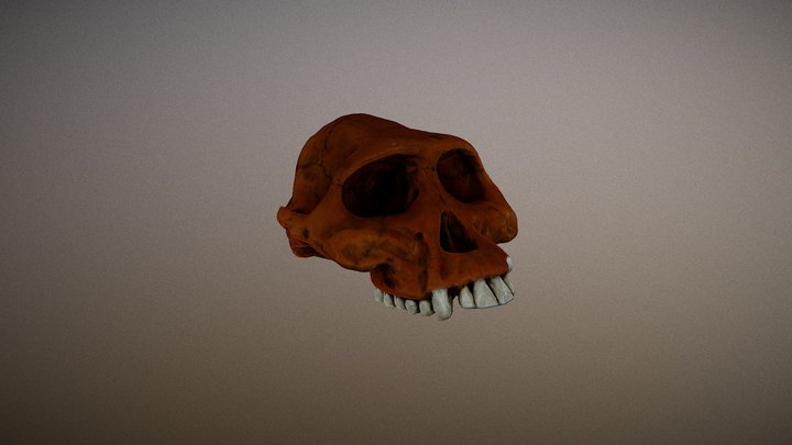 Australopithecus afarensis 3D Model