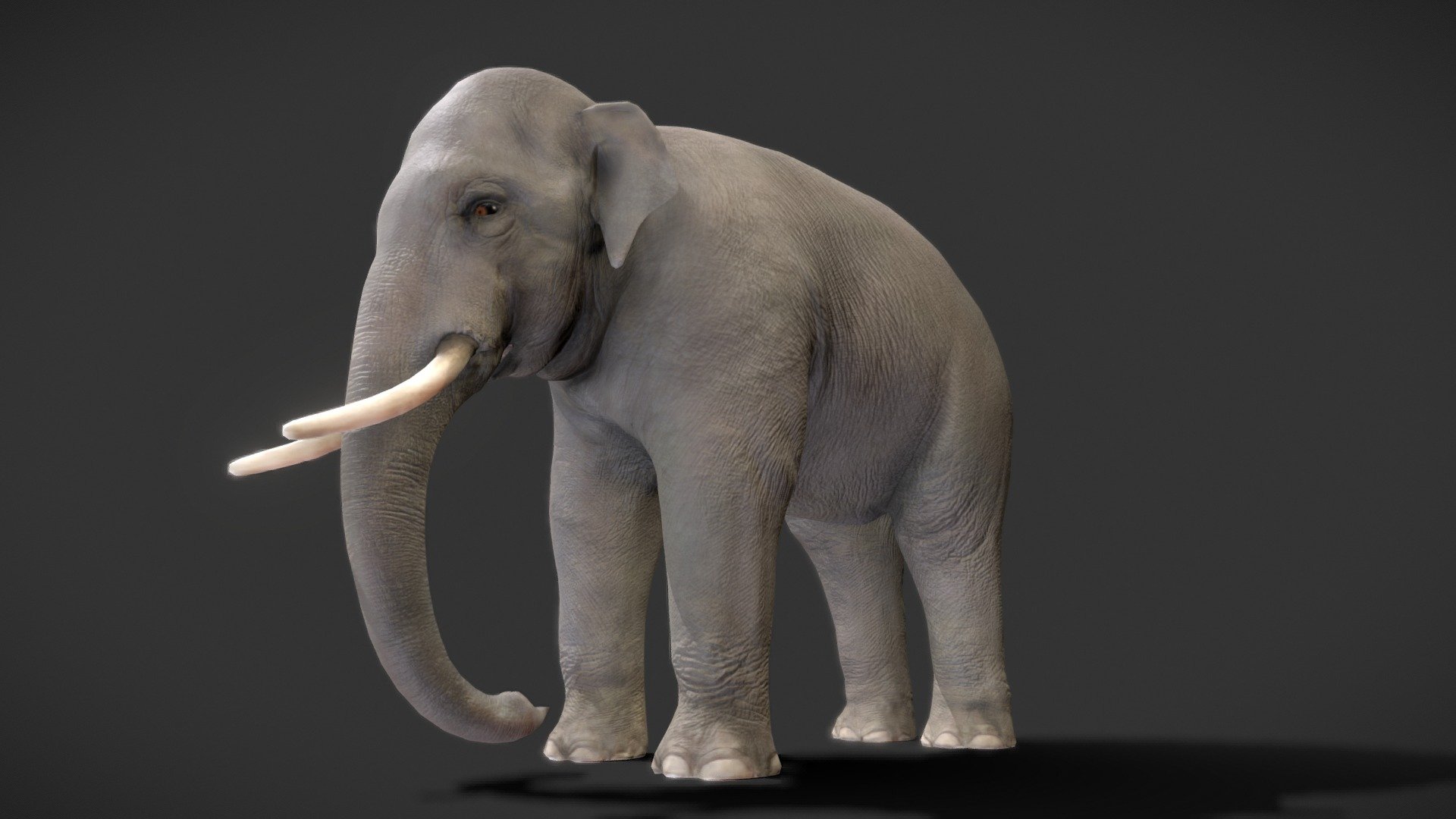 riged-asian-elephant-buy-royalty-free-3d-model-by-viverna-viverna
