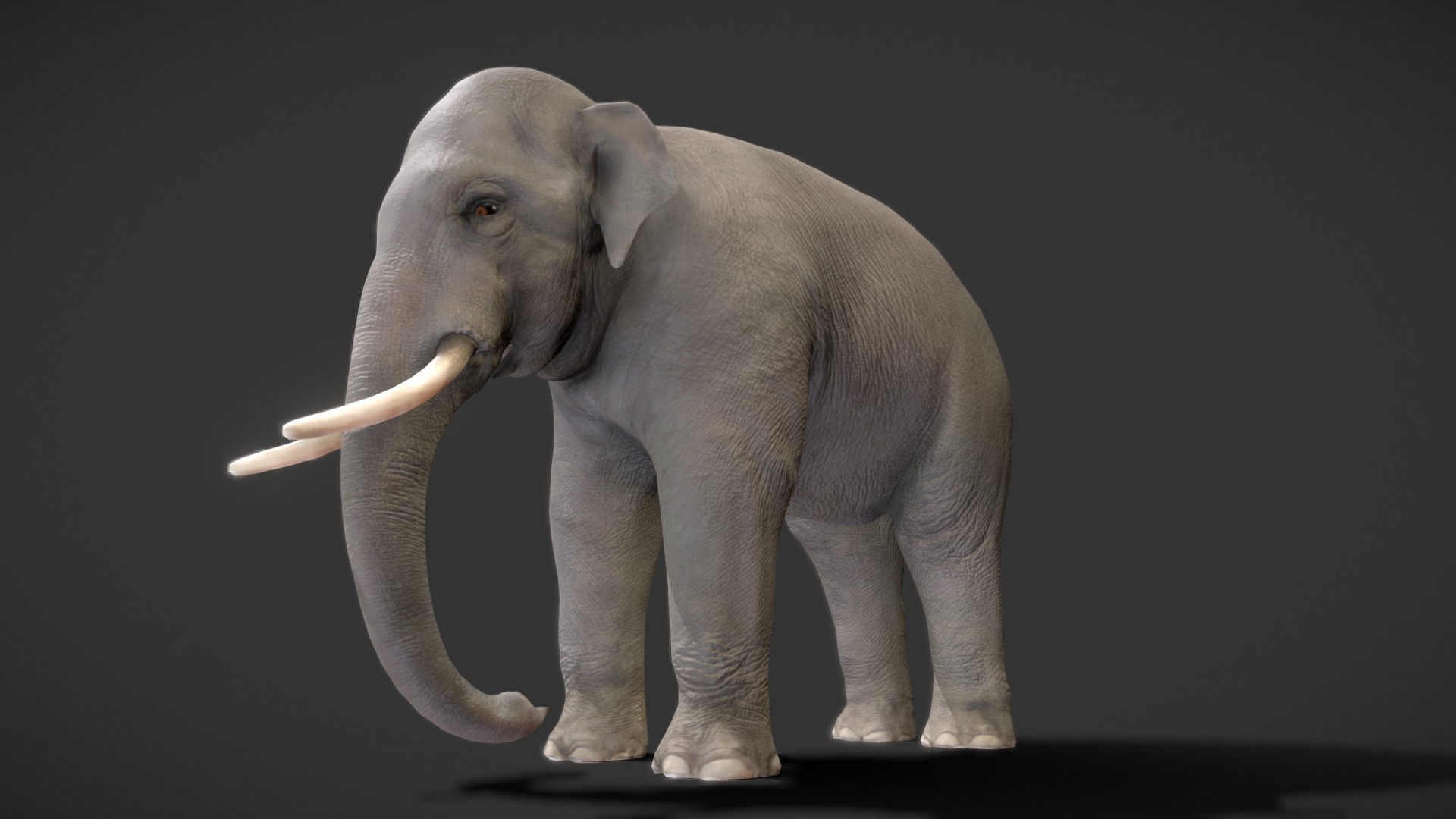 3D model Riged Asian Elephant - This is a 3D model of the Riged Asian Elephant. The 3D model is about a grey elephant with tusks.