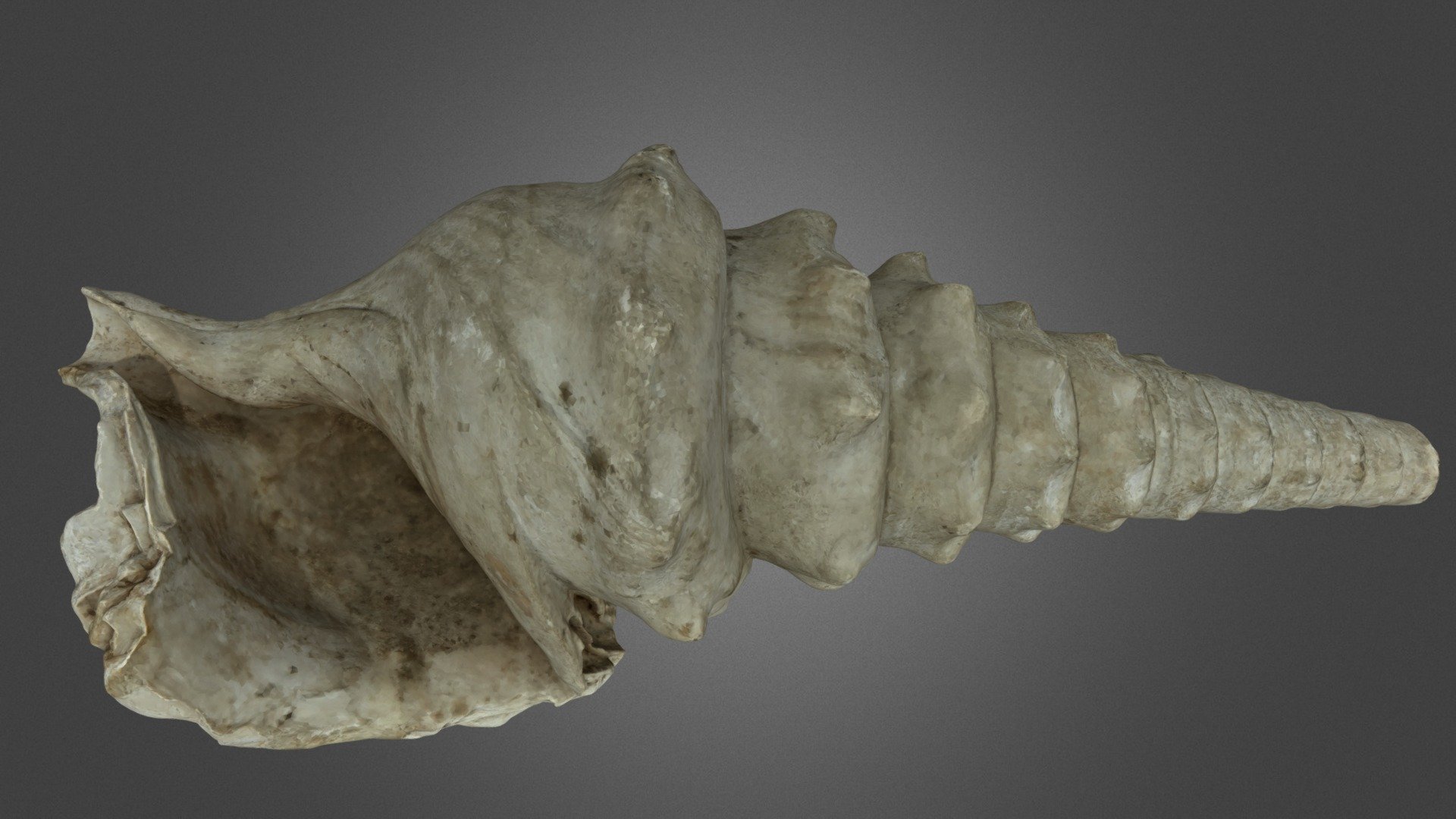 Shell - 3D model by KULeuven [12aebc2] - Sketchfab