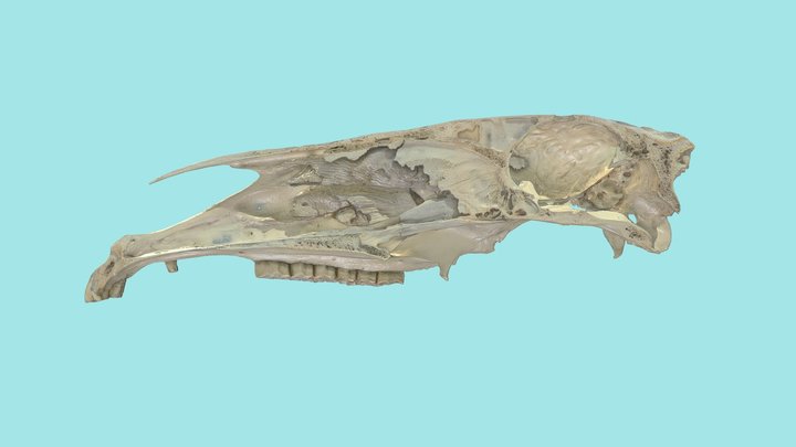 Halber Schädel eines Pferdes 3D Model