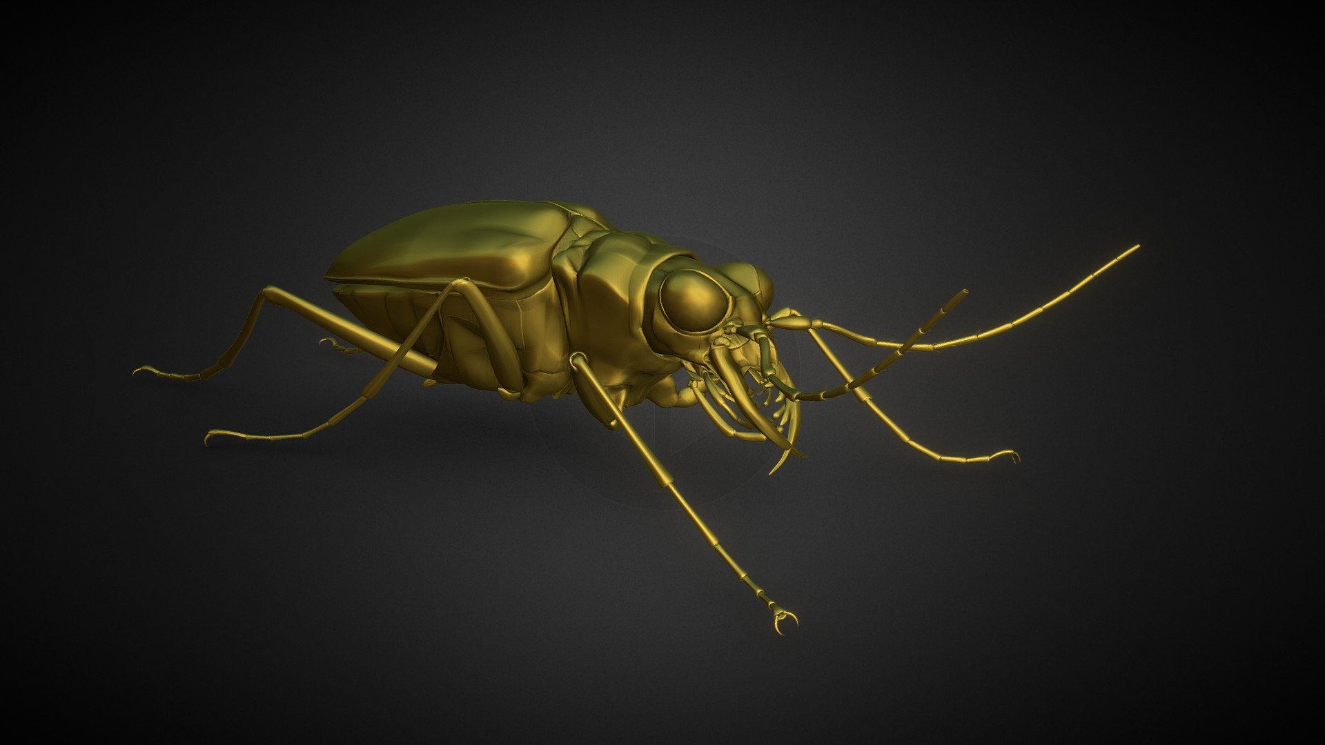 特撮 The insects of Japan vol.6 Coleoptera,curculionidae,barid The insects of Japan vol.6 Coleoptera, Curculionidae