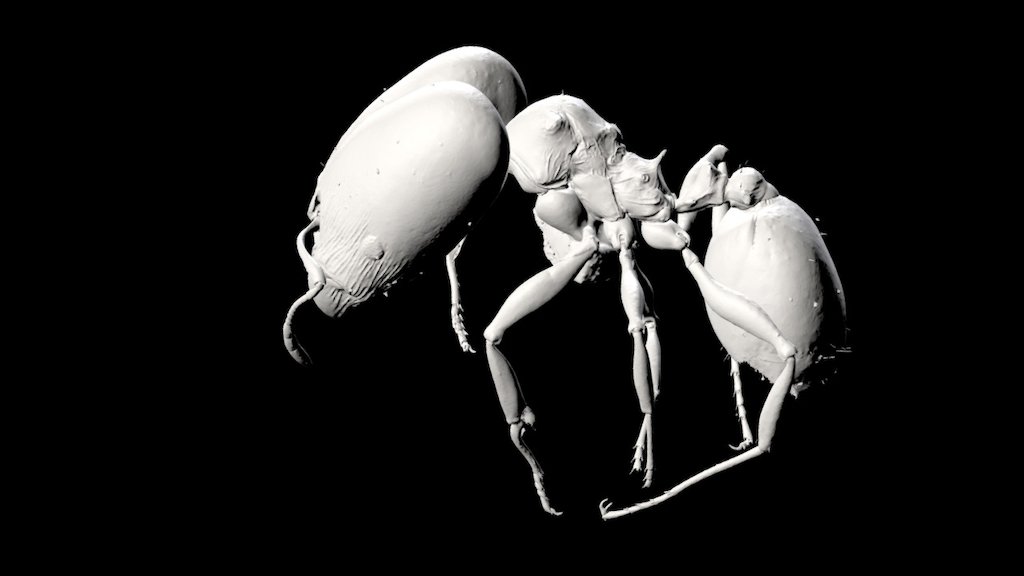 Pheidole aana (major worker)