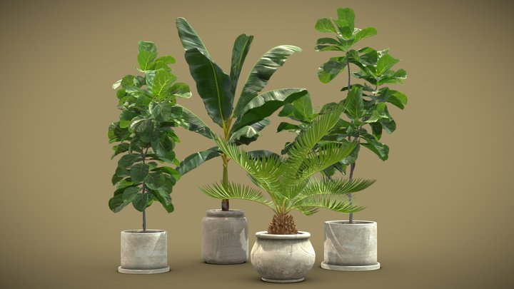 Indoor Plants Pack 11 3D Model