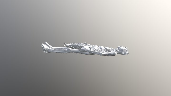 Clase de Anatomía 3D Model
