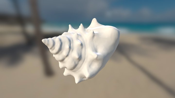 White Shell Rough 3D Model