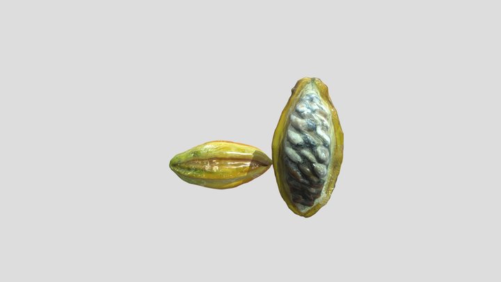 Vaina de Cacao 3D Model