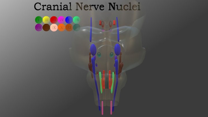 Cranial Nerve Nuclei 3D Model