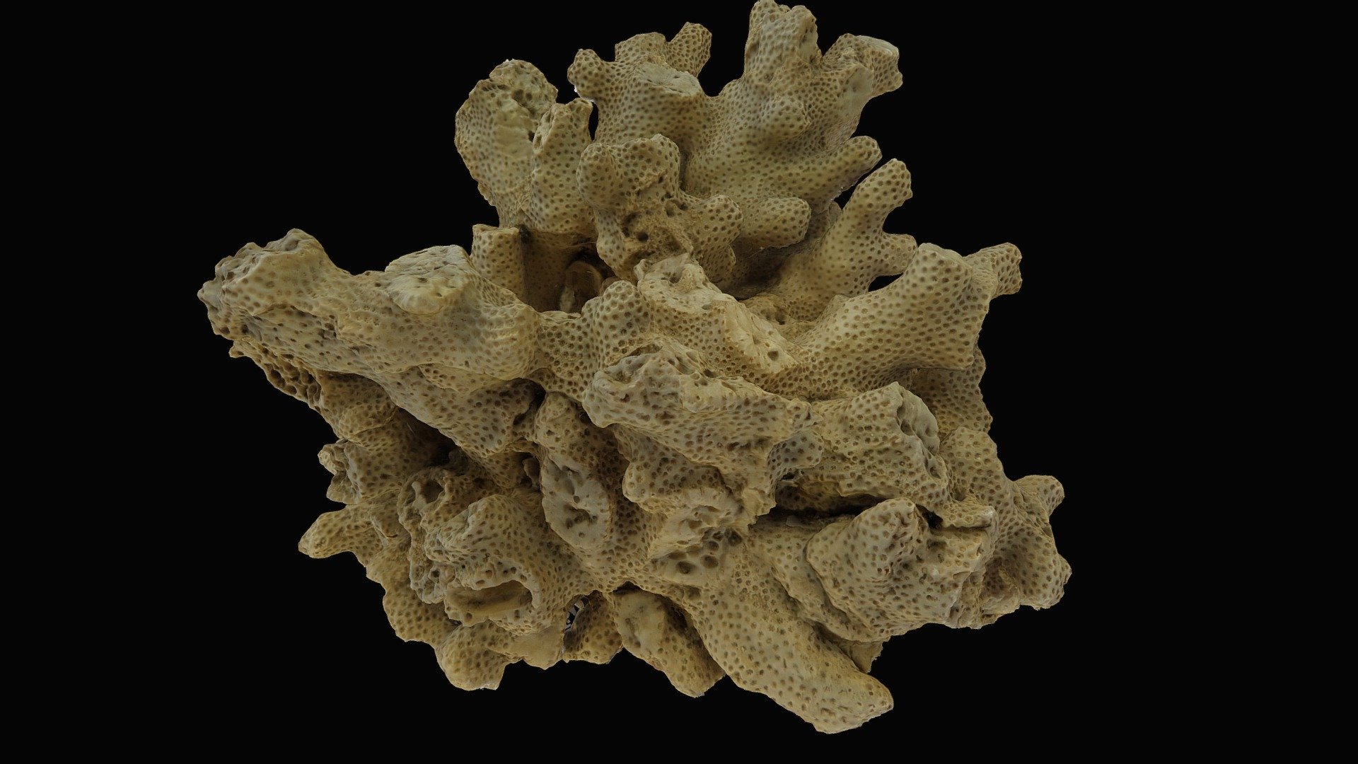 Fossil coral 1