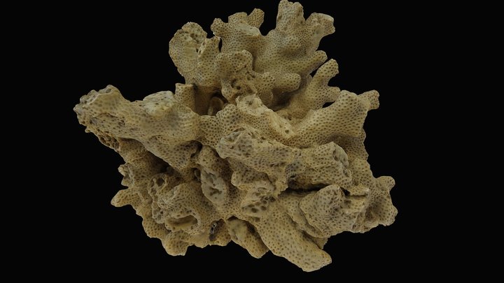 Fossil coral 1 3D Model