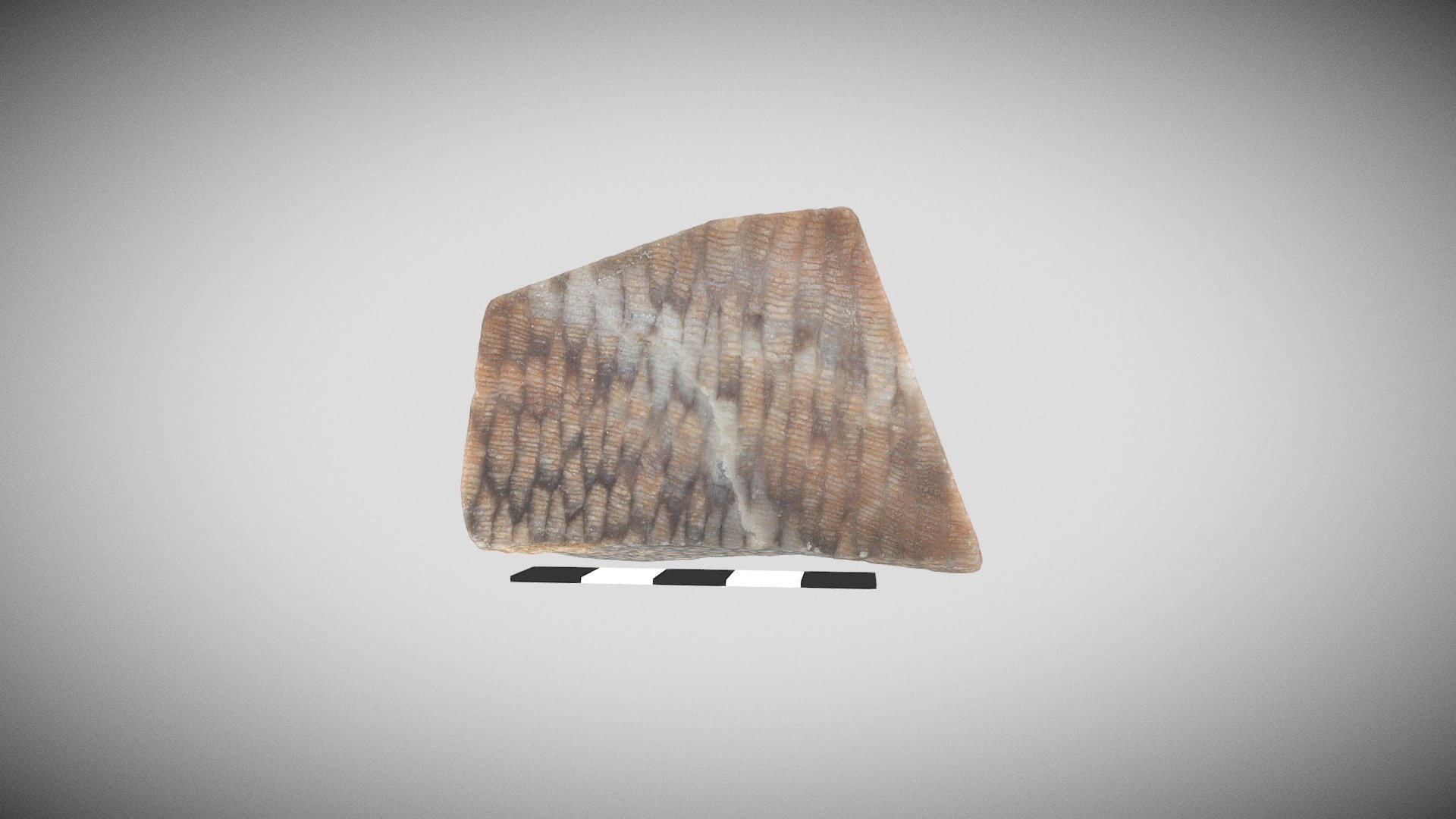 Favosites