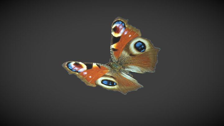 Peacock Butterfly – Kostenloses 3D-Modell STL