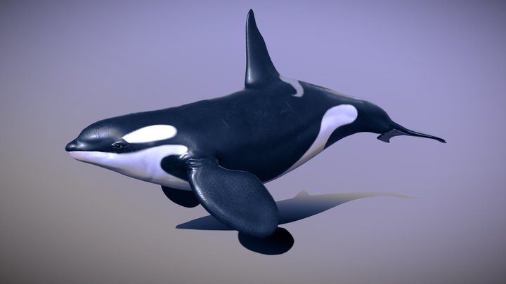 FREE! 3D Model: Mammals Orca (Teacher-Made) Twinkl