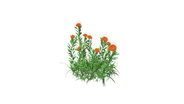 Orange Pincushion Flower 3D Model