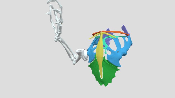 Iguana Pectoral Girdle Anatomy 3D Model