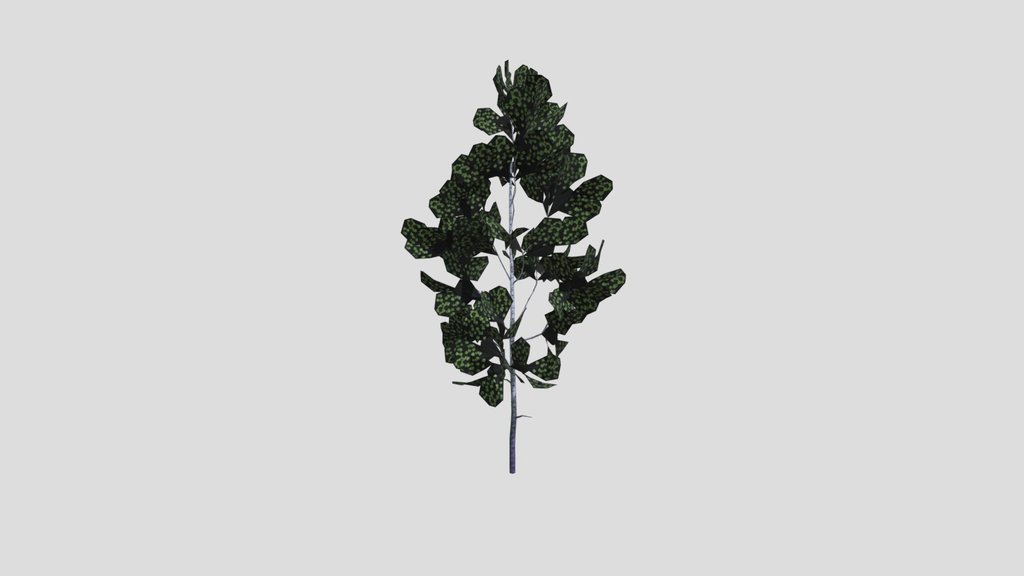 Aspen Tree Sapling