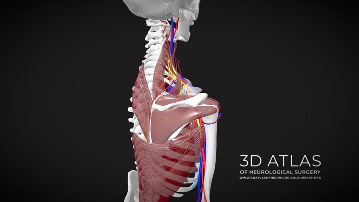 Brachial plexus nerves 3D Model