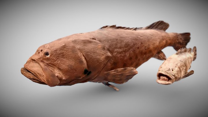 Grouper Fish 3D Model