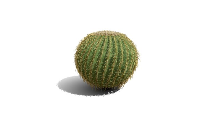Realistic HD Golden barrel cactus (18/30) 3D Model